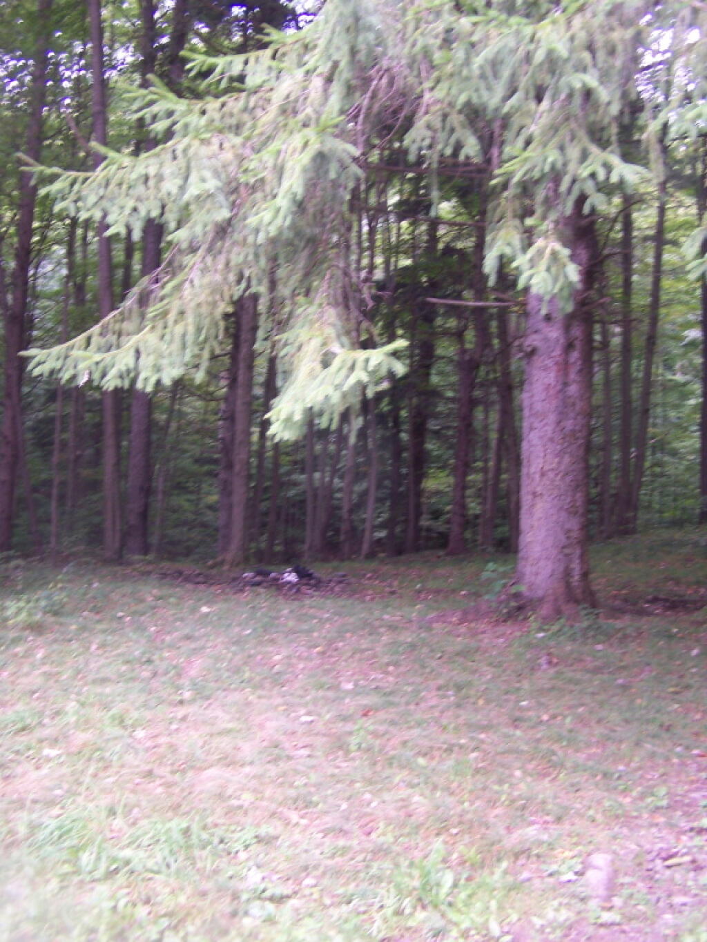 Photo: Another Undesignated Campsite