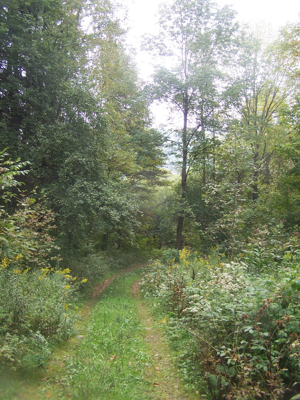 Photo: Dirt Road at the Camp