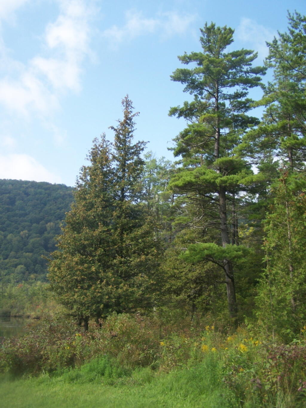 Photo: Edge of Labrador Pond