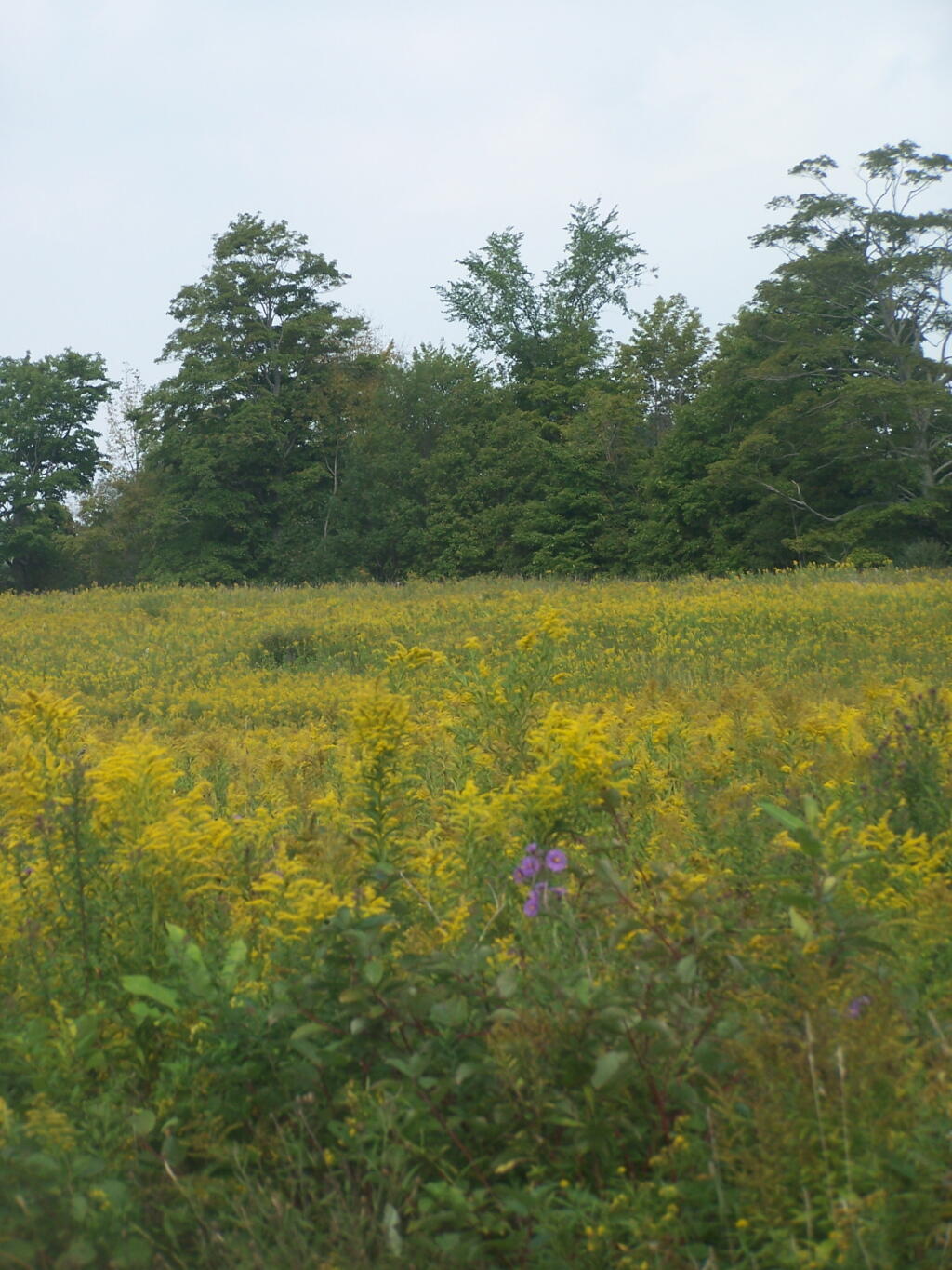 Photo: Wildflowers