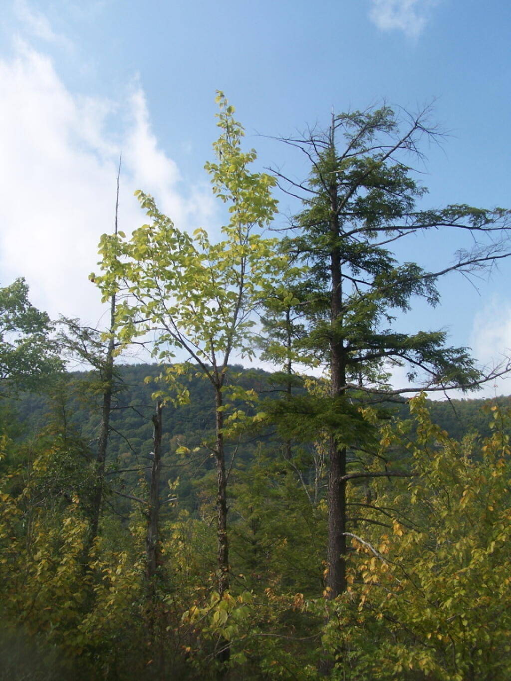 Photo: Color Along Labrador Mountain