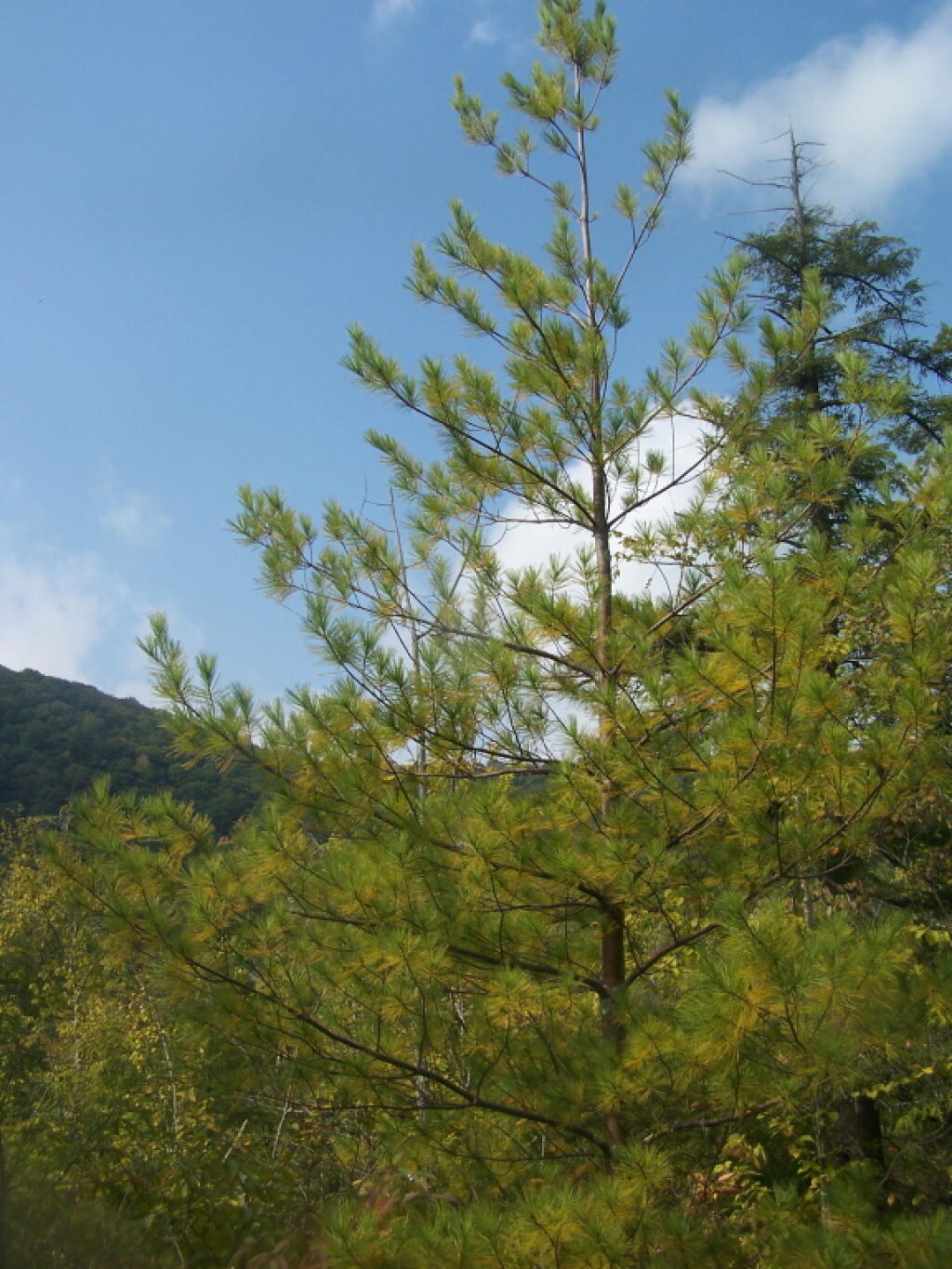 Photo: Pine