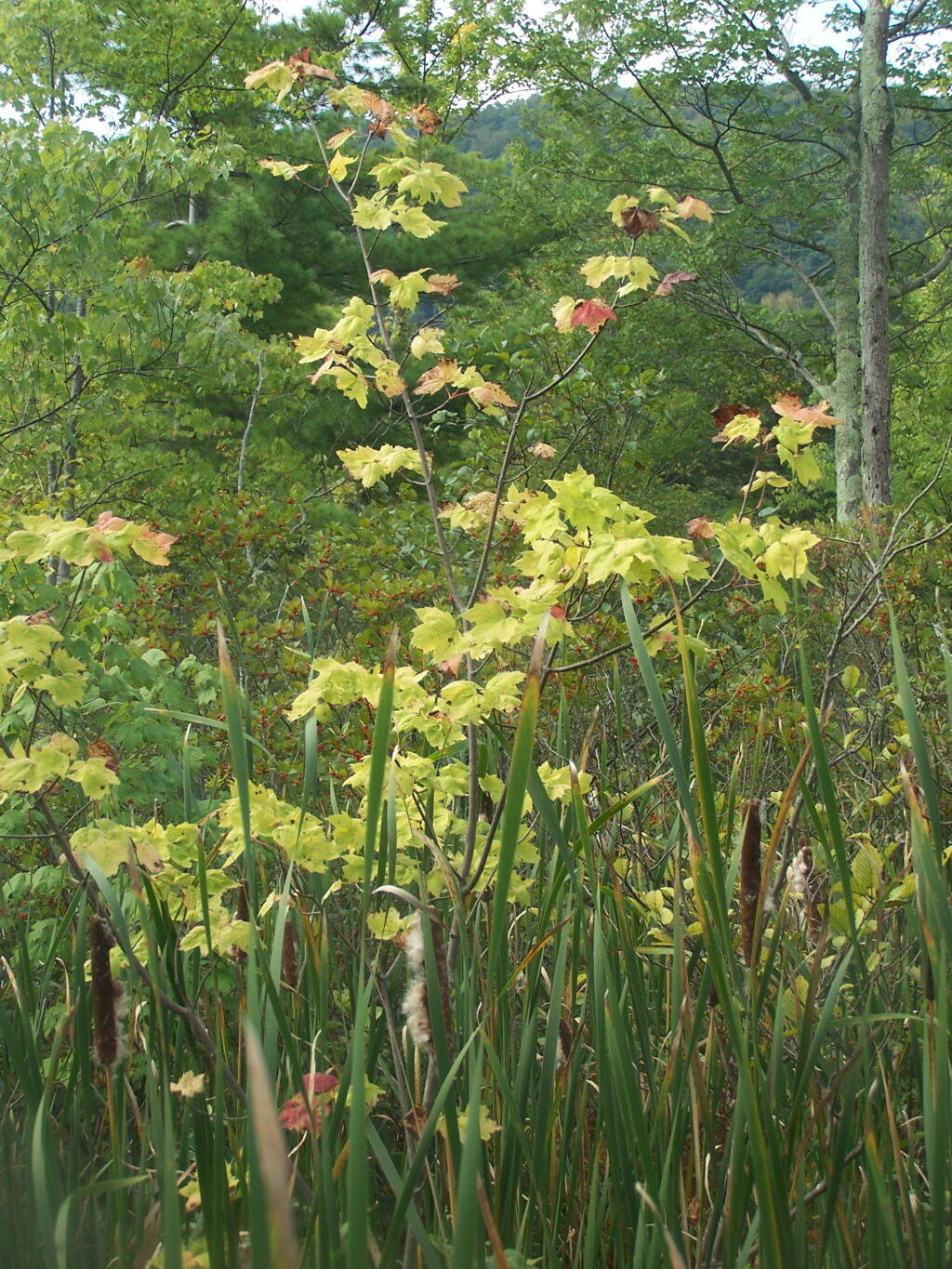 Photo: Maples Photo: Maples