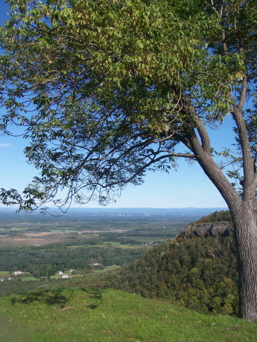 Photo: Trees Along Overlook Photo: Trees Along Overlook