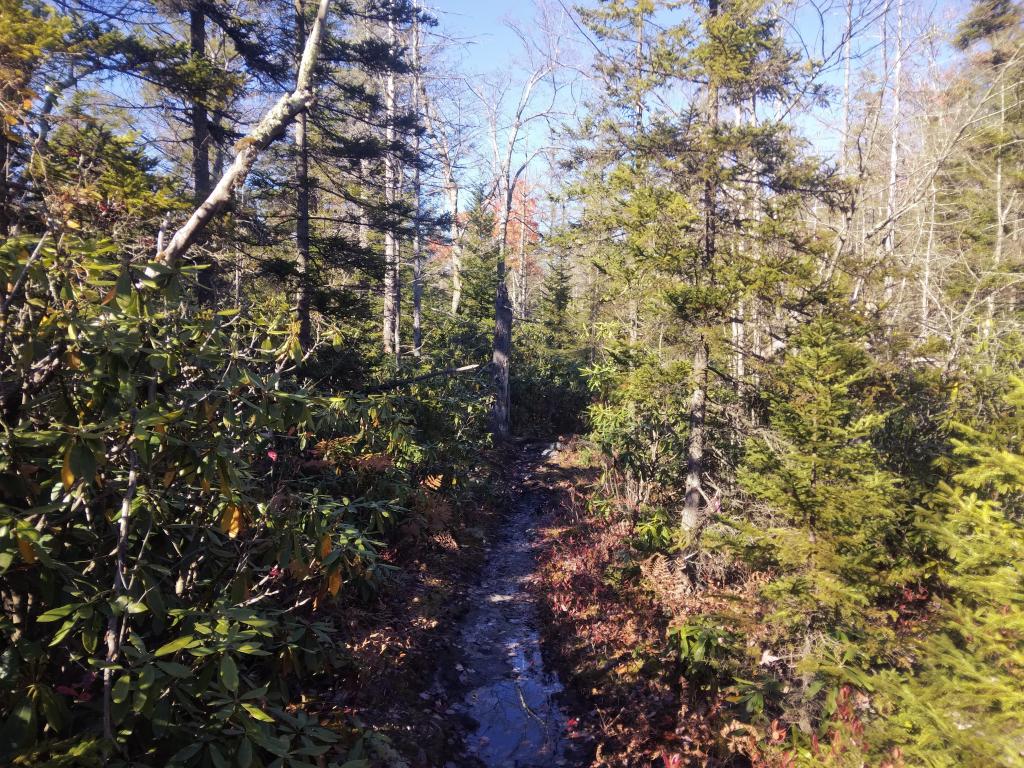 Photo: Narrow with the Great Laurel Along the Davis Trail