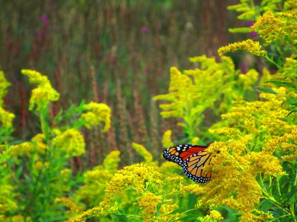 Photo: Monarach Photo: Monarach