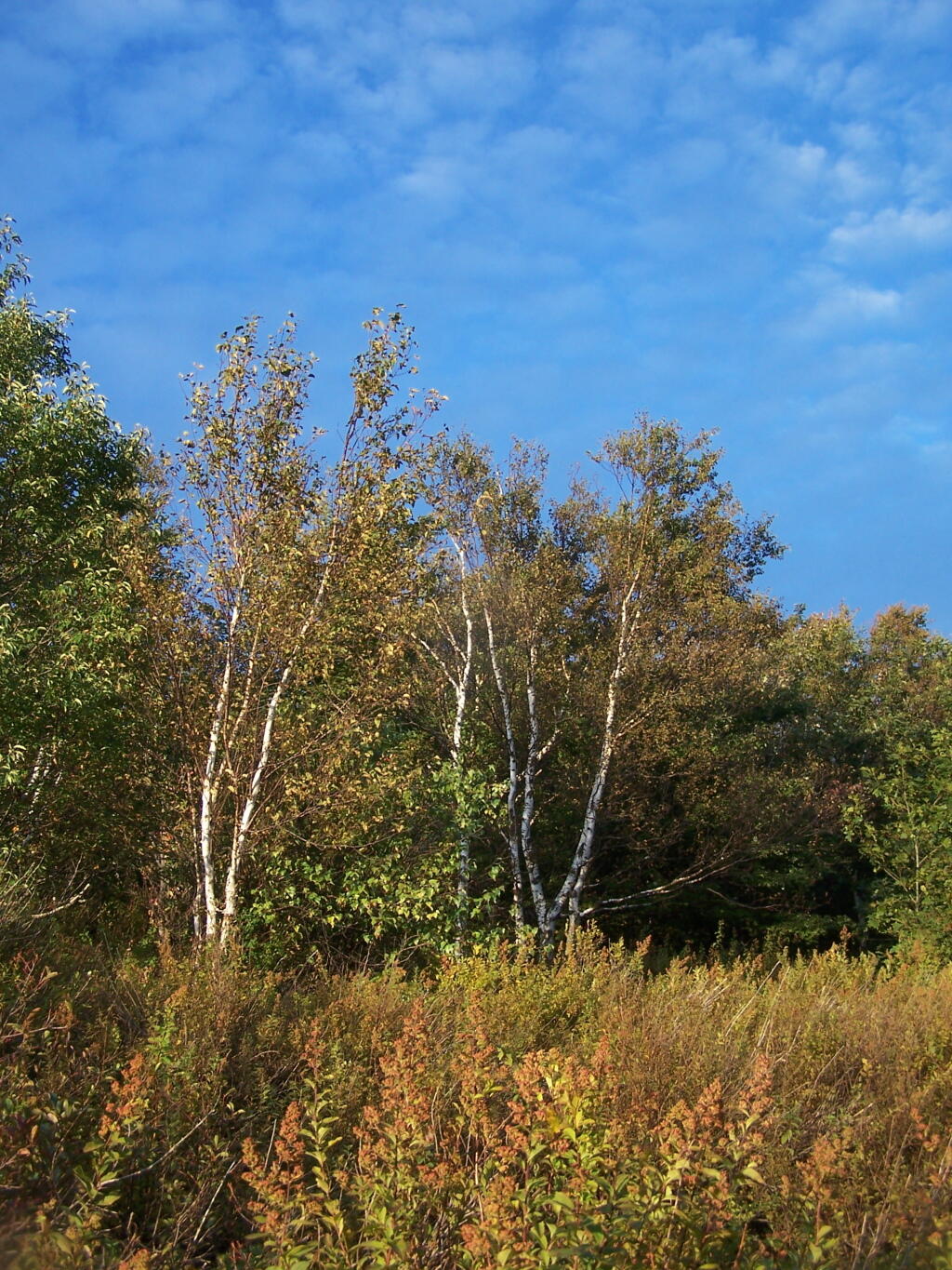 Photo: Birch Trees