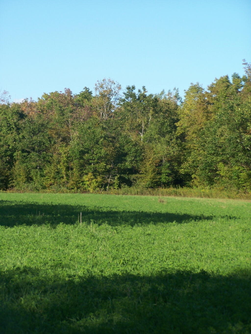 Photo: Alfalafa Hay Field at Thacher Park Photo: Alfalafa Hay Field at Thacher Park