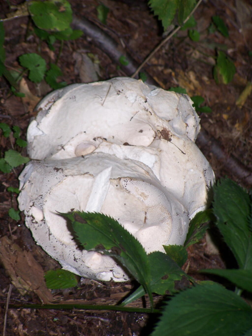 Photo: Mushroom Along the Trail Photo: Mushroom Along the Trail