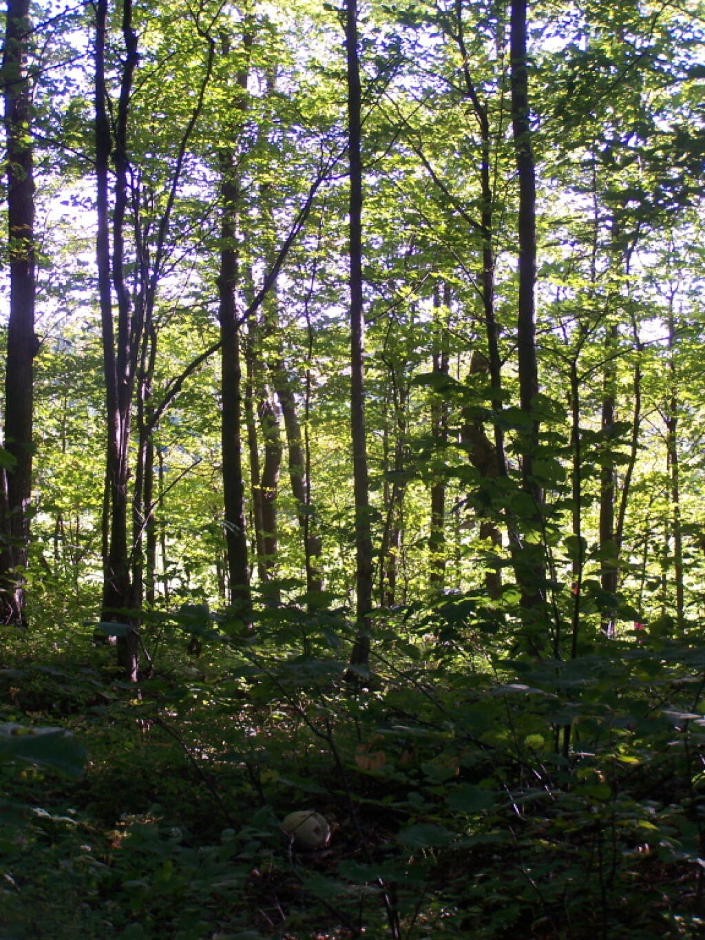 Photo: Sunlight Into the Woods