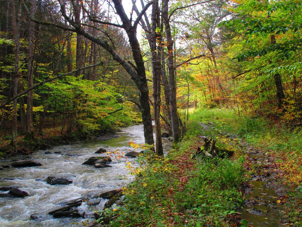 Photo: Along Old Partridge Run Road Photo: Along Old Partridge Run Road