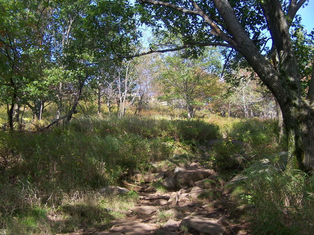 Photo: Clearing On Buck Photo: Clearing On Buck