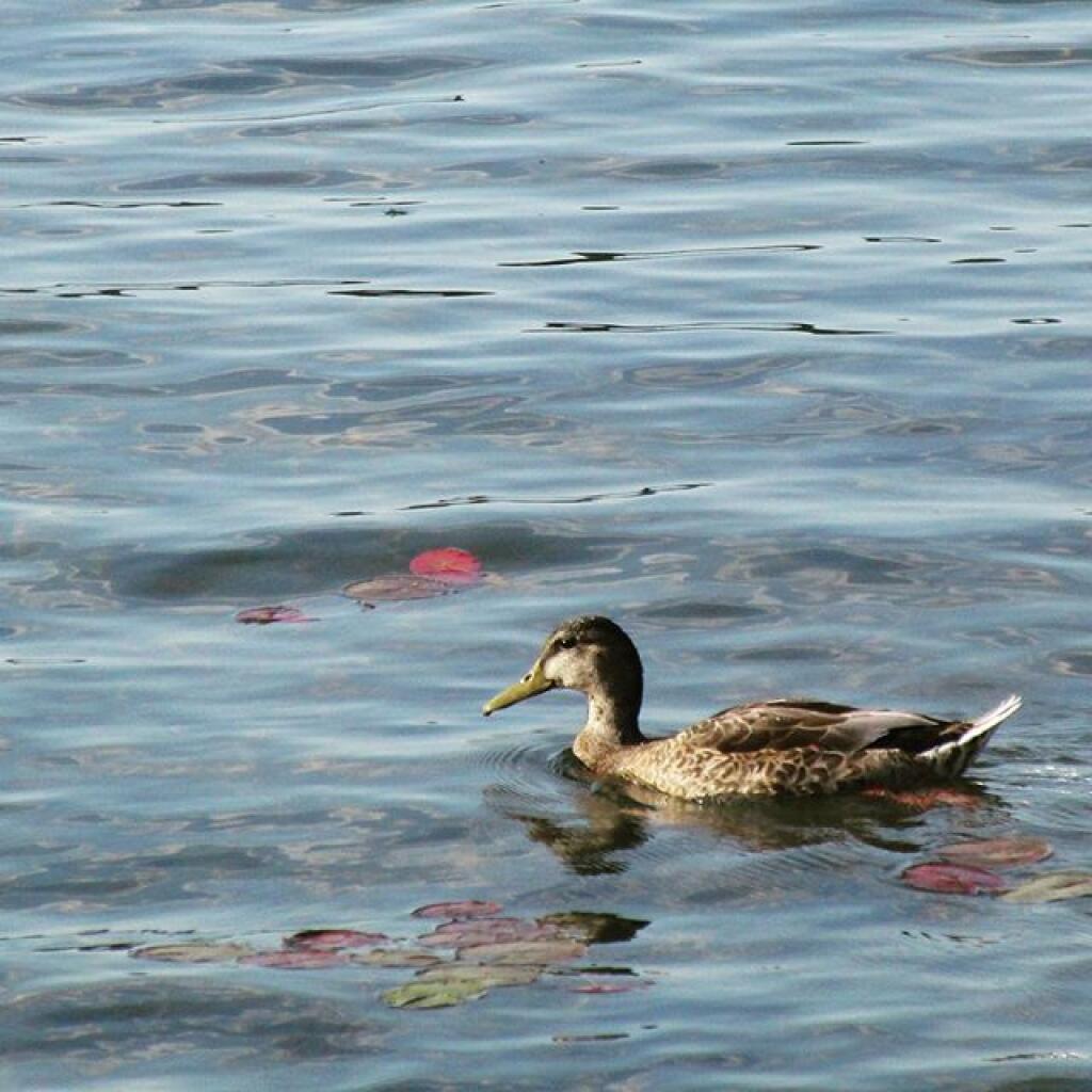 Photo: Duck