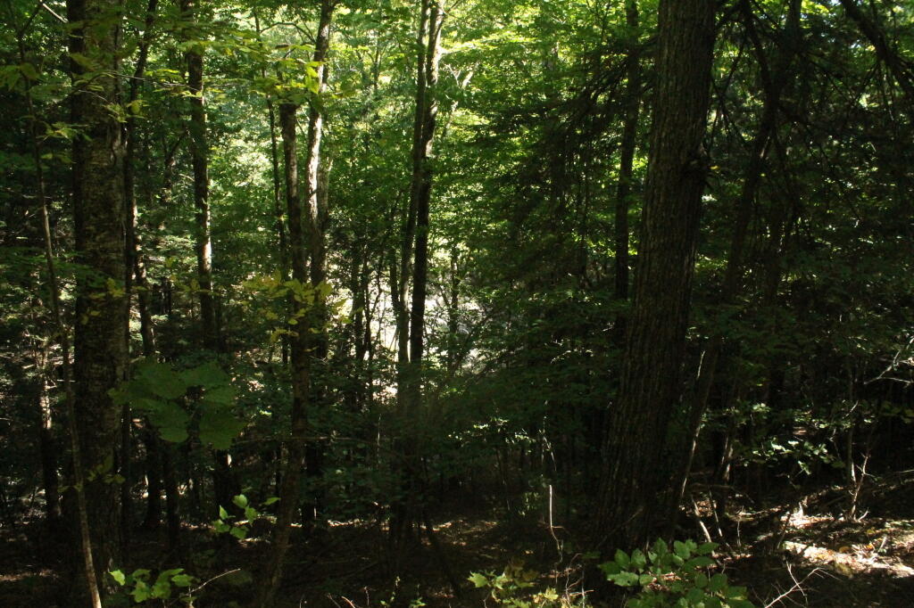 Photo: Creek in the Gorge Below