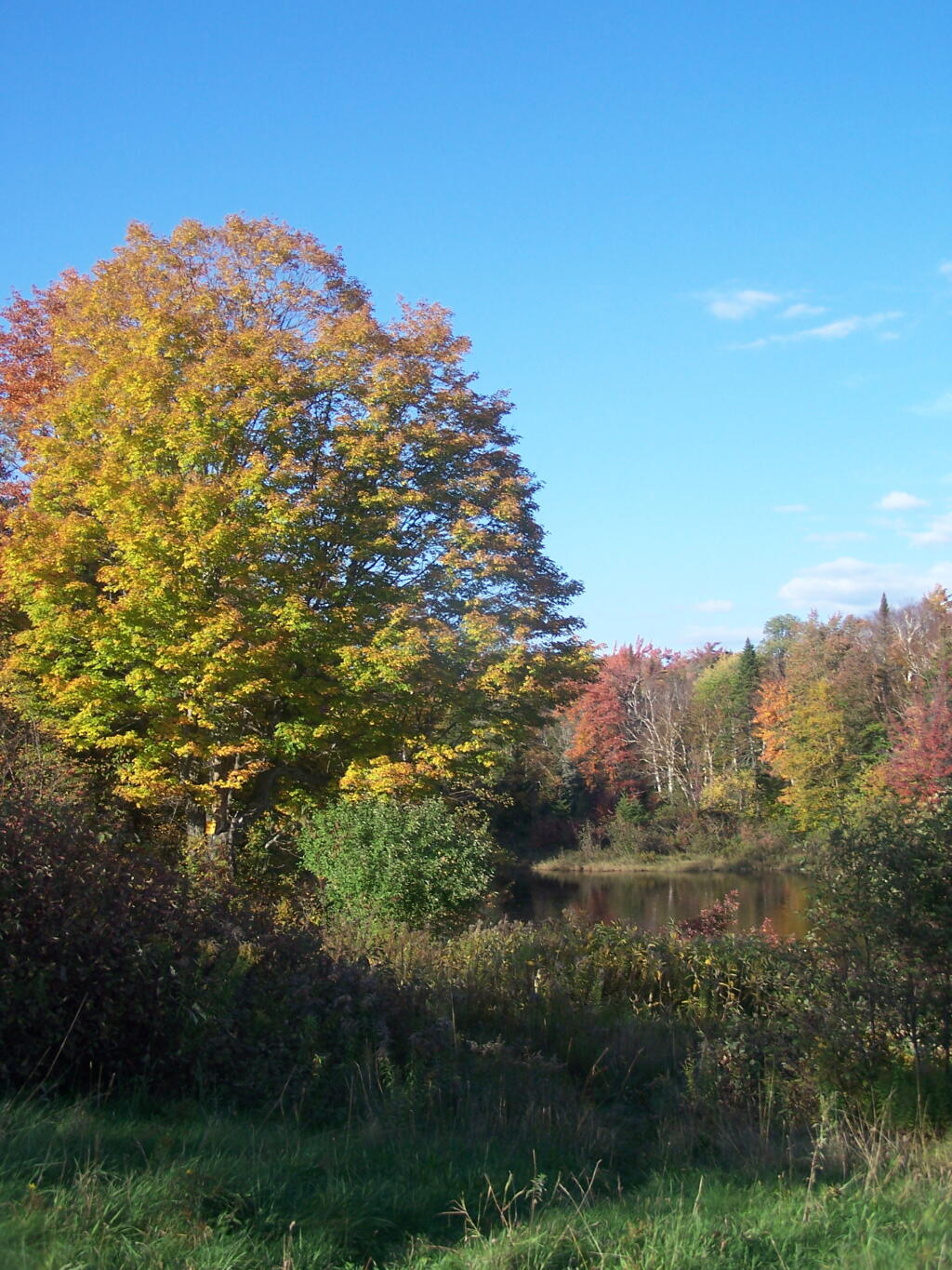 Photo: Tree Along the Cedar River