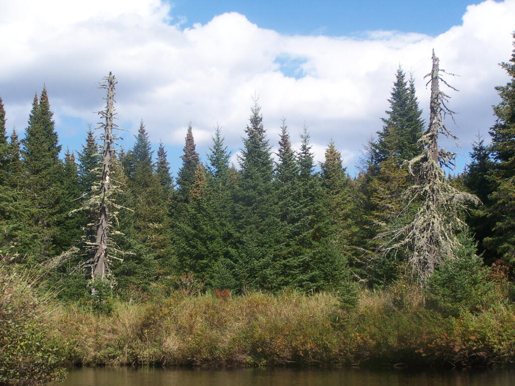 Photo: Along Cedar River
