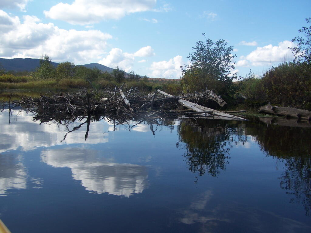 Photo: Junk in the Water Photo: Junk in the Water