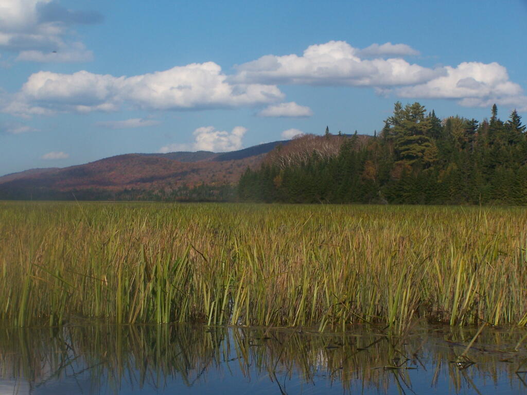Photo: Thick Mats Along the Flow