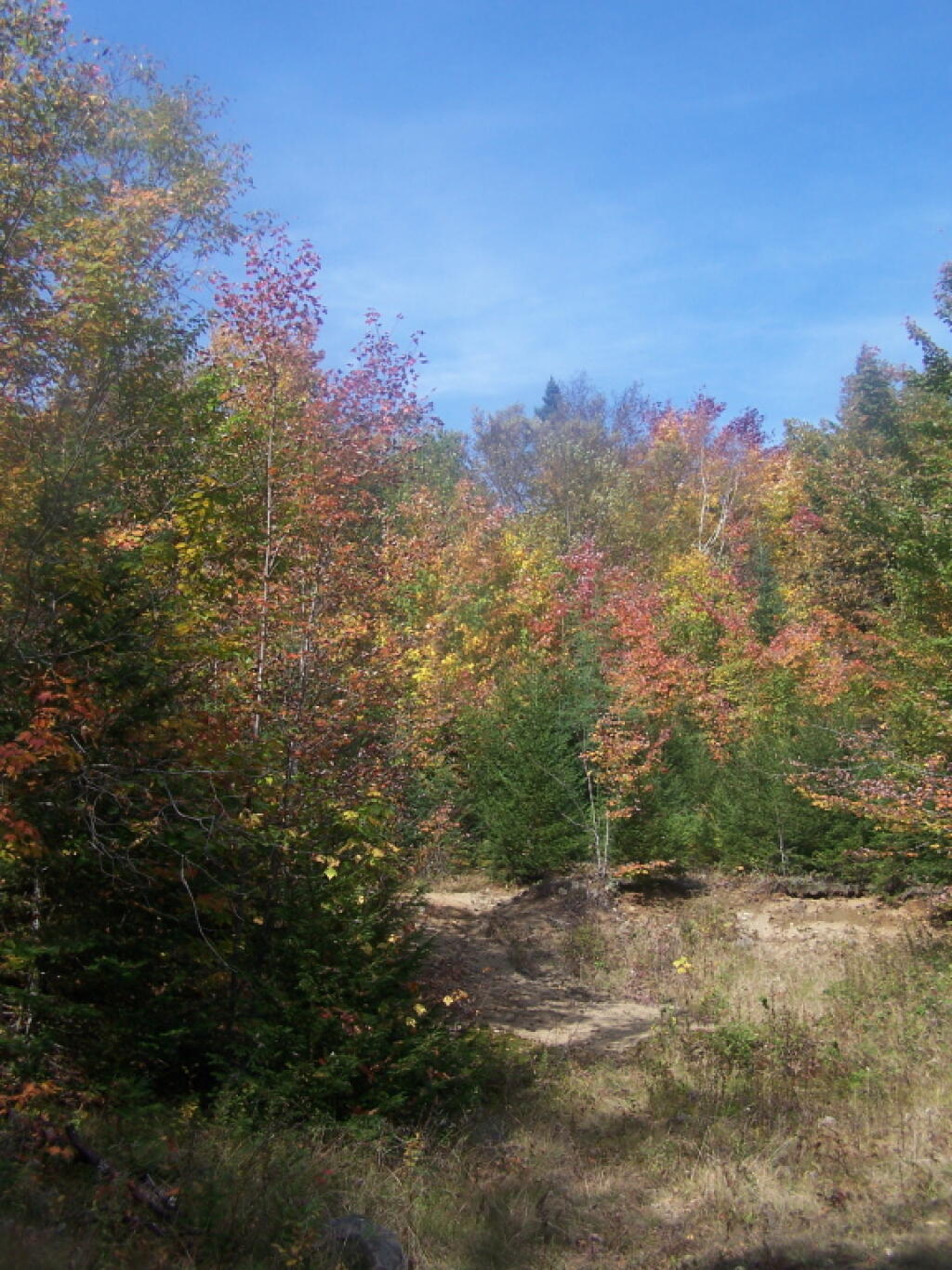 Photo: Colorful Trees Along Gravel Pit Photo: Colorful Trees Along Gravel Pit