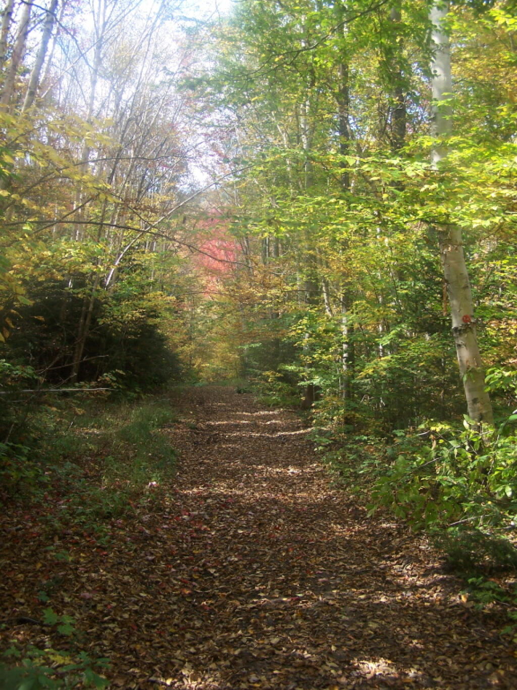 Photo: Along the Old Wakely Mountain Road Photo: Along the Old Wakely Mountain Road