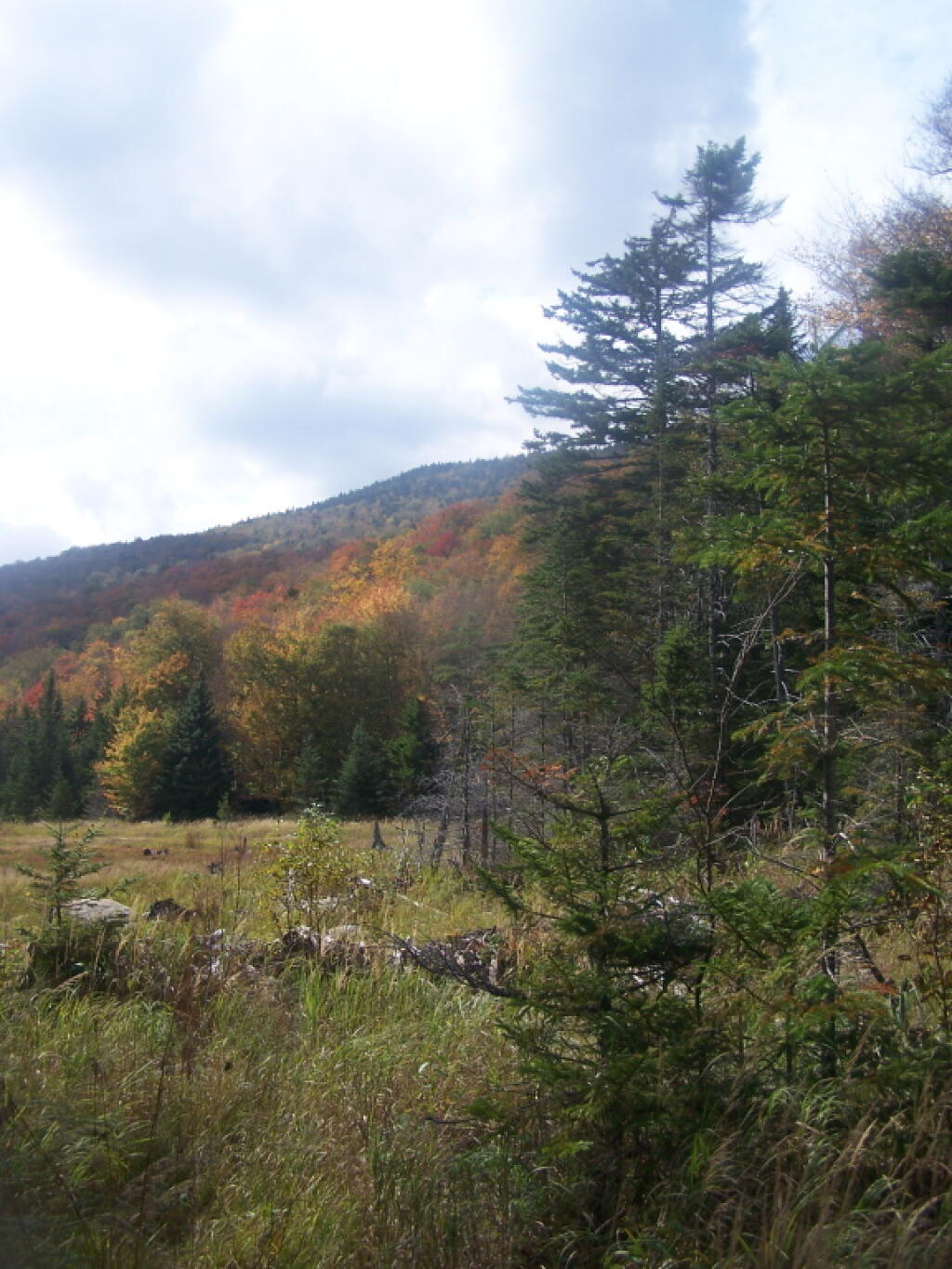 Photo: Swamp at Base of Wakely Mountain Photo: Swamp at Base of Wakely Mountain