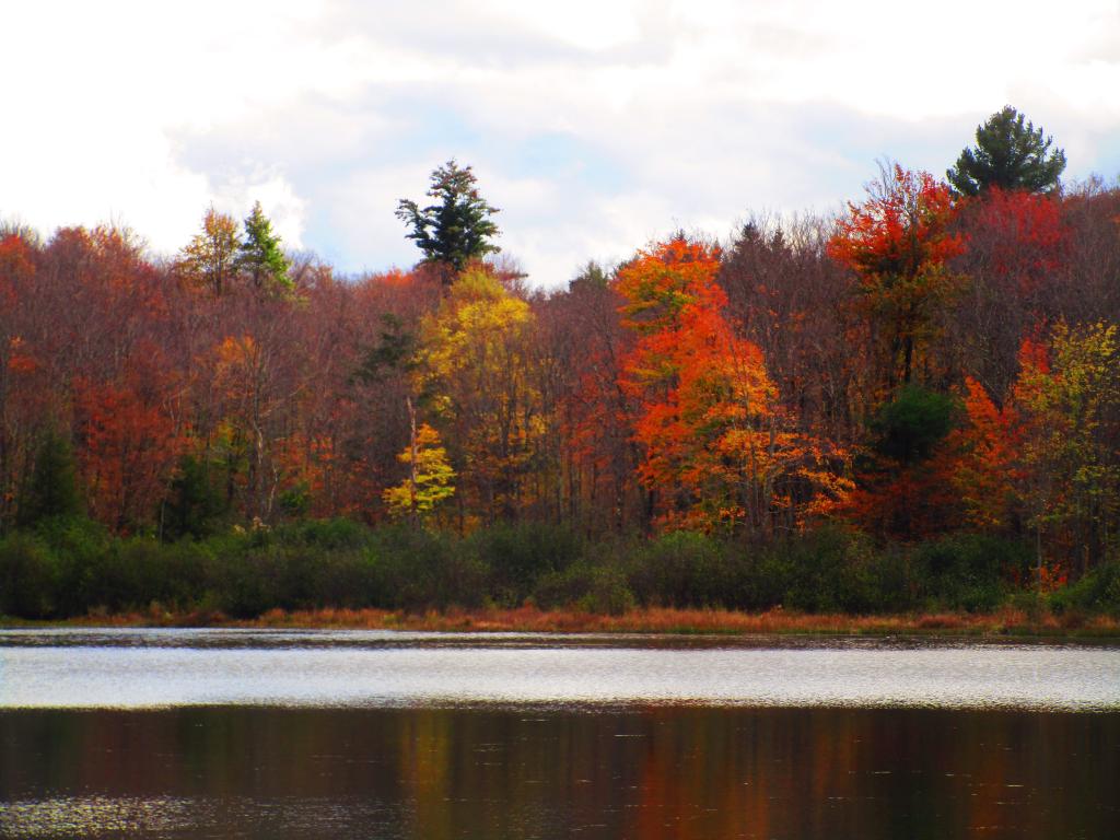 Photo: Faded Colors at White Birch Pond Photo: Faded Colors at White Birch Pond
