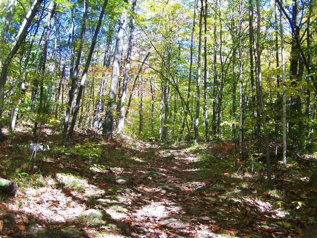 Photo: Along the Old Jeep Trail Photo: Along the Old Jeep Trail