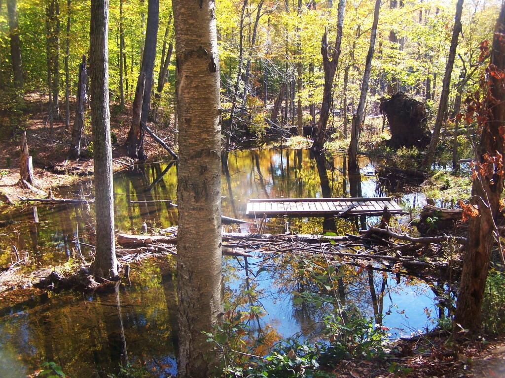 Photo: Bushwhacking Around the Flooded Trail Photo: Bushwhacking Around the Flooded Trail