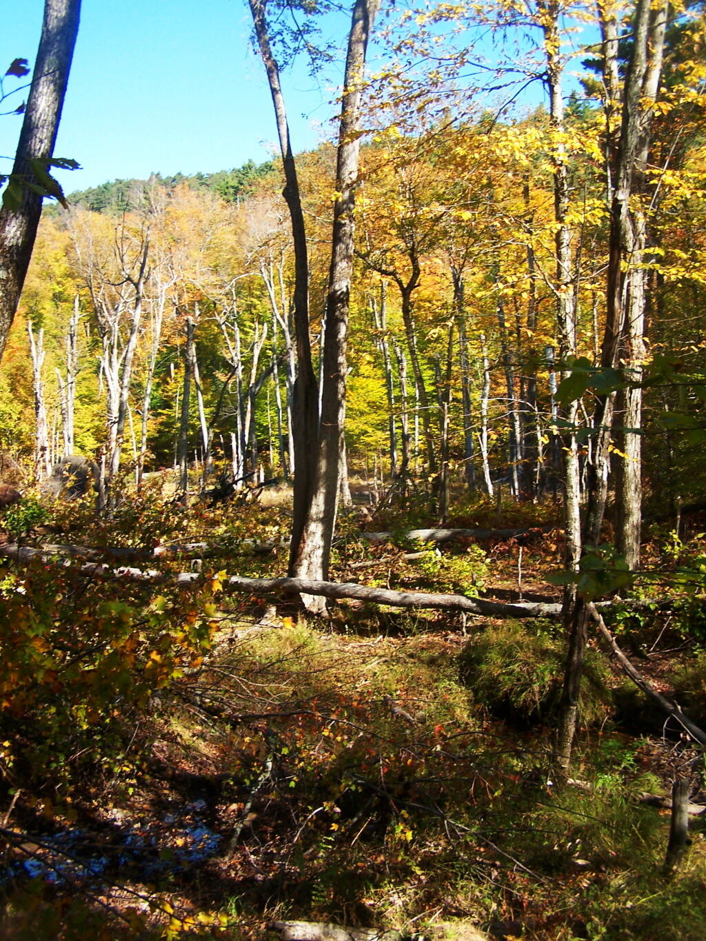 Photo: Colorful View of that Beaver Swamp Photo: Colorful View of that Beaver Swamp