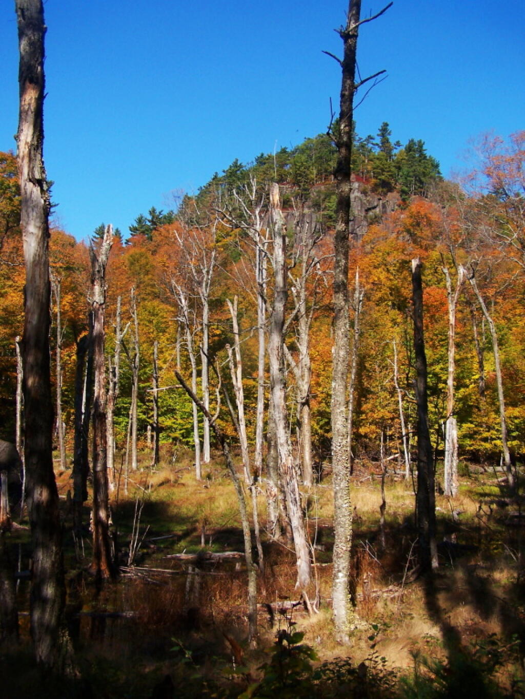 Photo: Swamp on Ledge of Pok-O-Moonshine