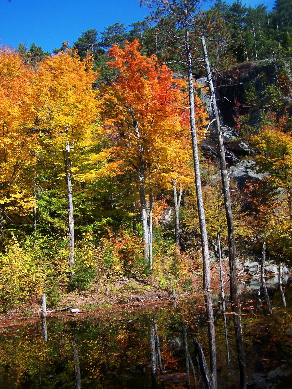 Photo: Orange Reflection Into Swamp Photo: Orange Reflection Into Swamp