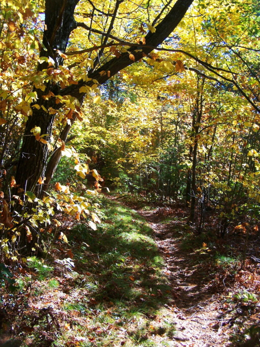 Photo: Almost to Lean-To Photo: Almost to Lean-To