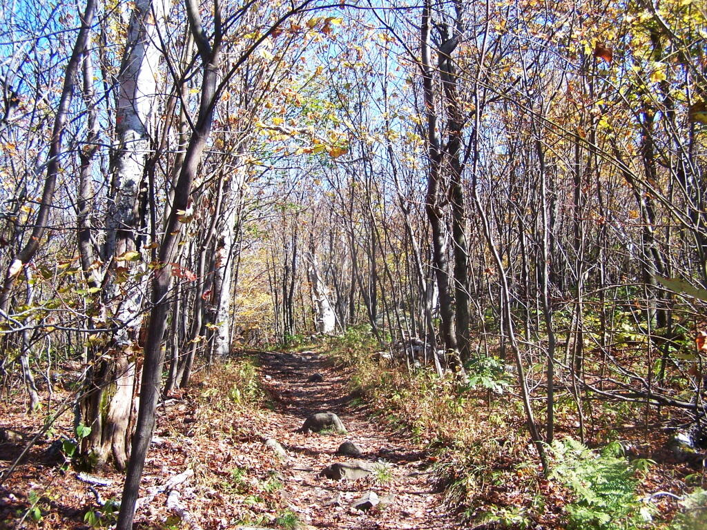 Photo: Leaves Almost Gone from the Top