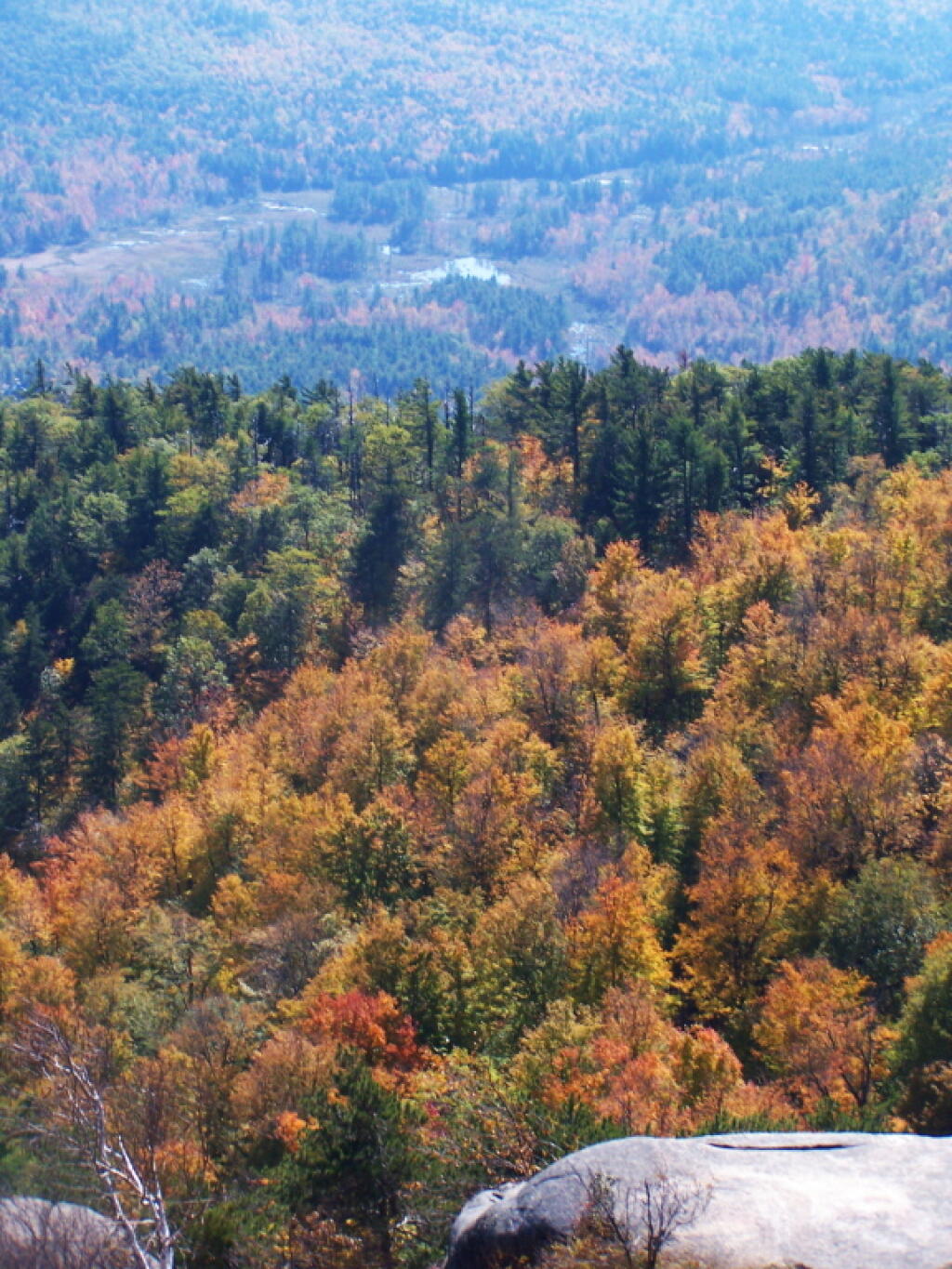 Photo: Swamp Along the Adirondack Northway