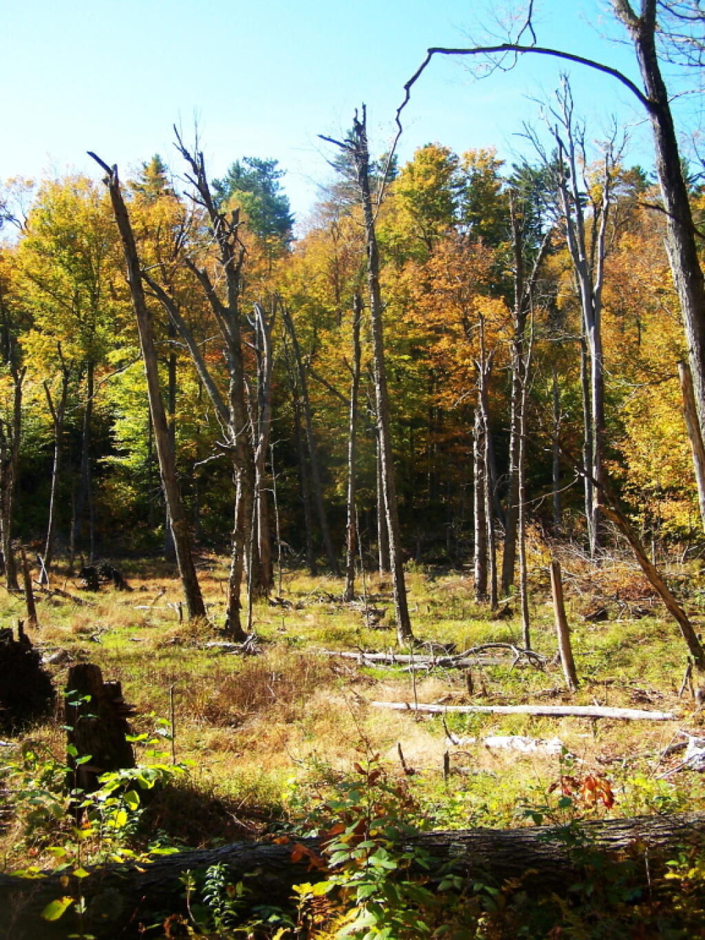 Photo: Beaver Swamp Along Trail Photo: Beaver Swamp Along Trail