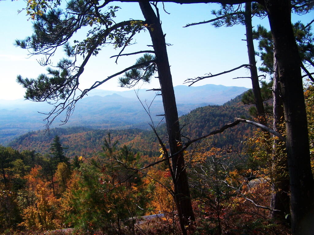 Photo: Trees on Ridge Photo: Trees on Ridge