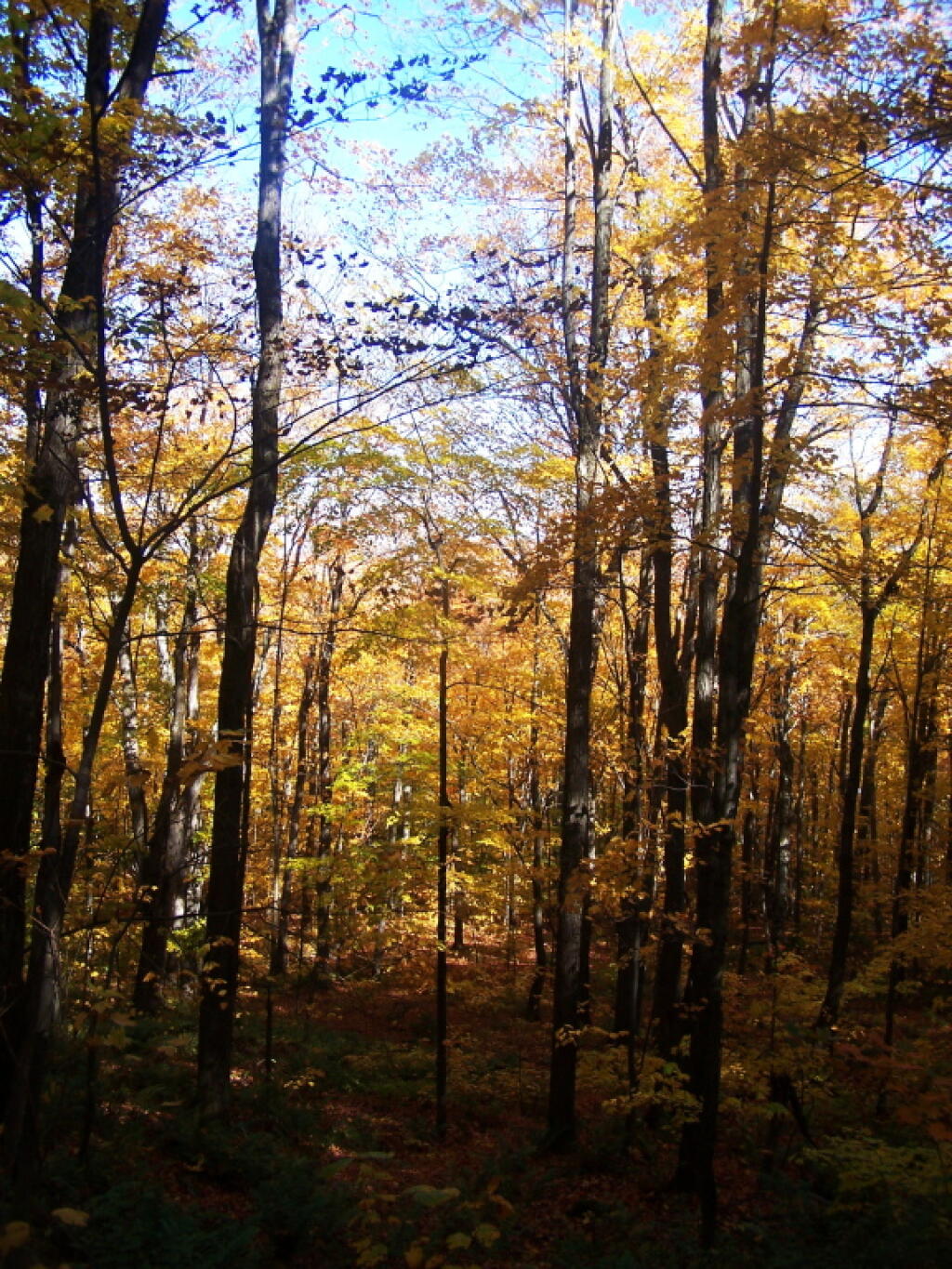Photo: Color on the Trees Photo: Color on the Trees
