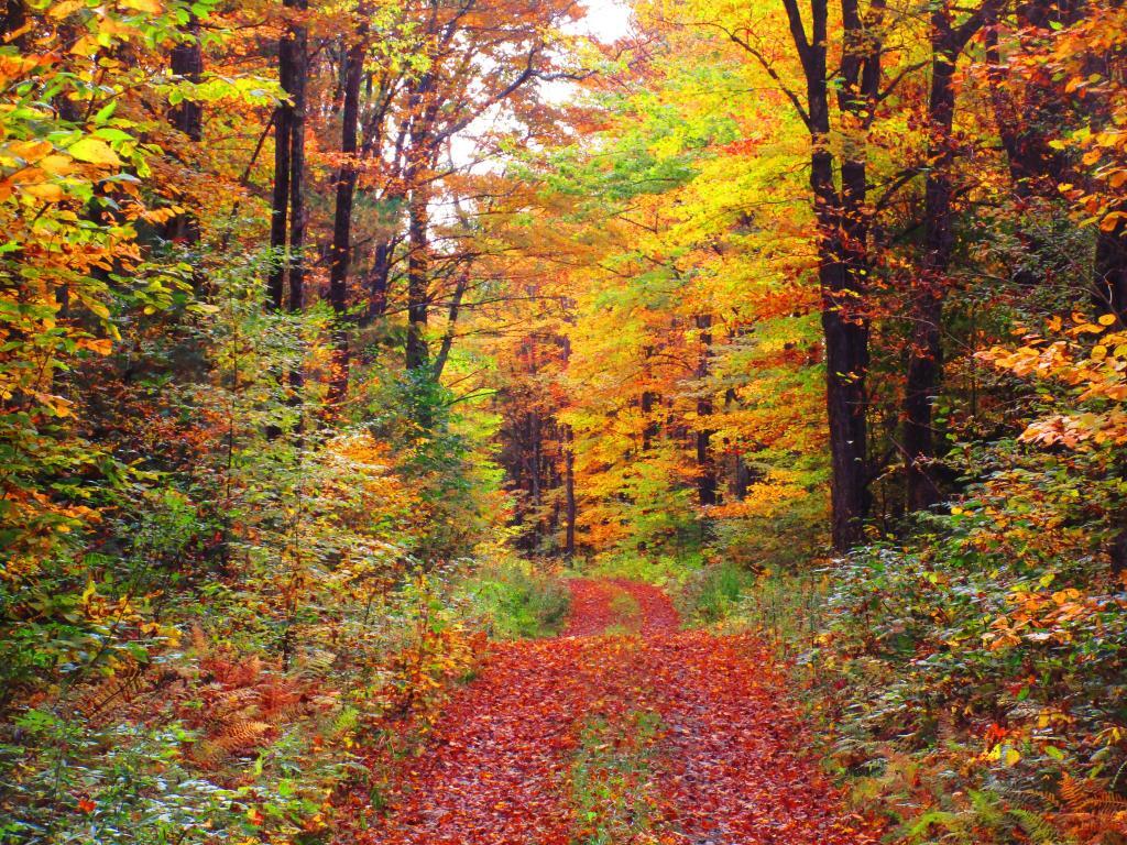 Photo: Hiking Bettty Brook Road on Sunday 10/10 Photo: Hiking Bettty Brook Road on Sunday 10/10