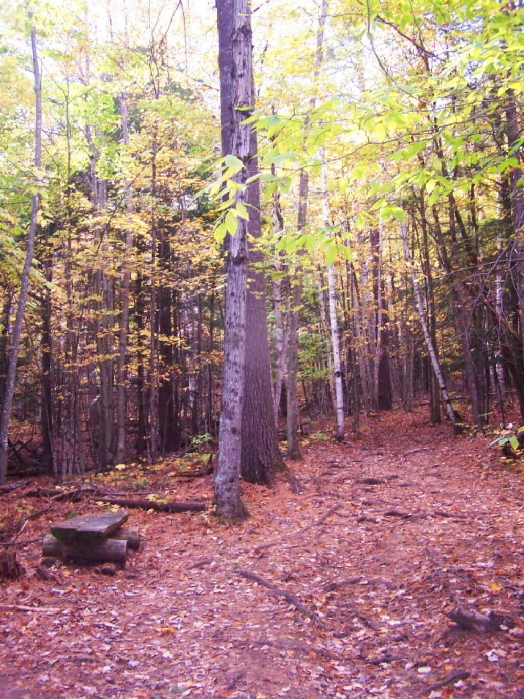 Photo: Bench Along Trail