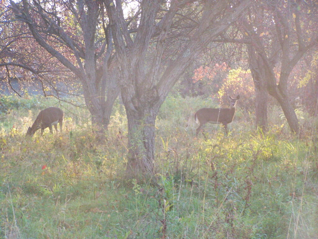 Photo: Deer at the Orchard