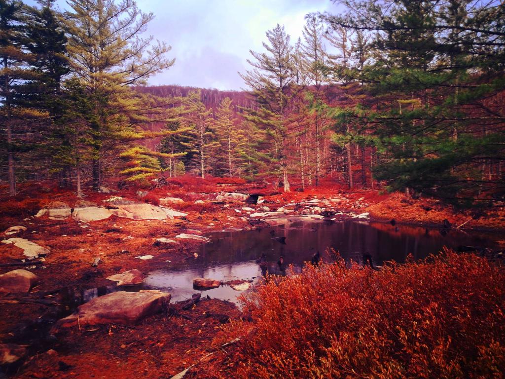 Photo: Outlet from Eagle Pond