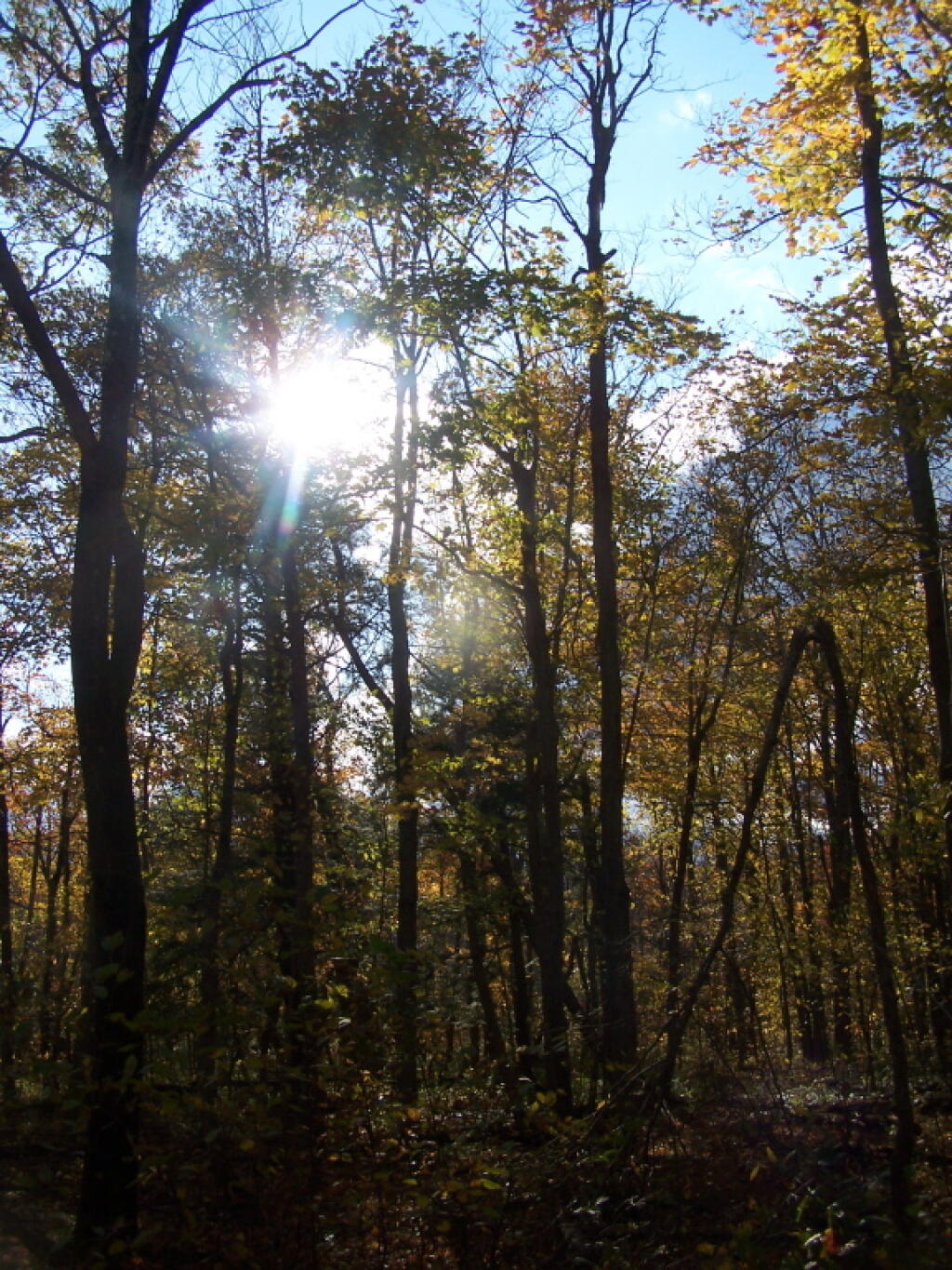 Photo: Sun Through Trees