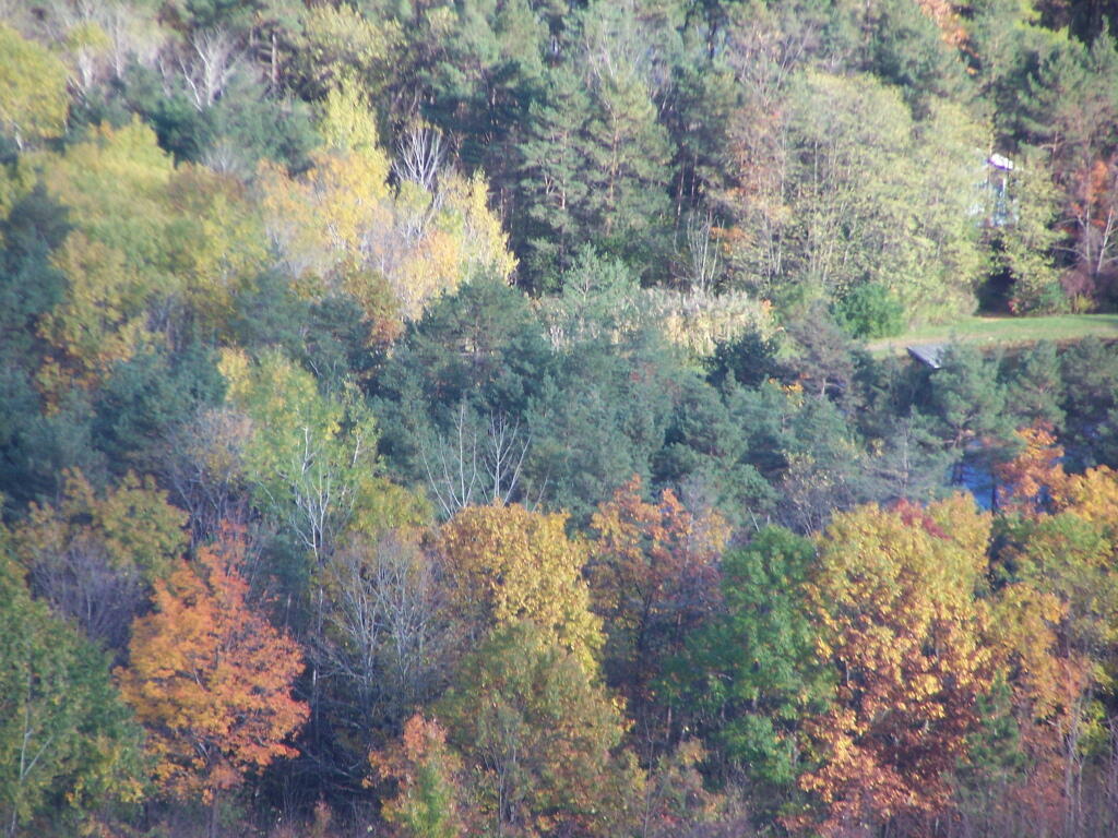 Photo: Faded Foliage Photo: Faded Foliage