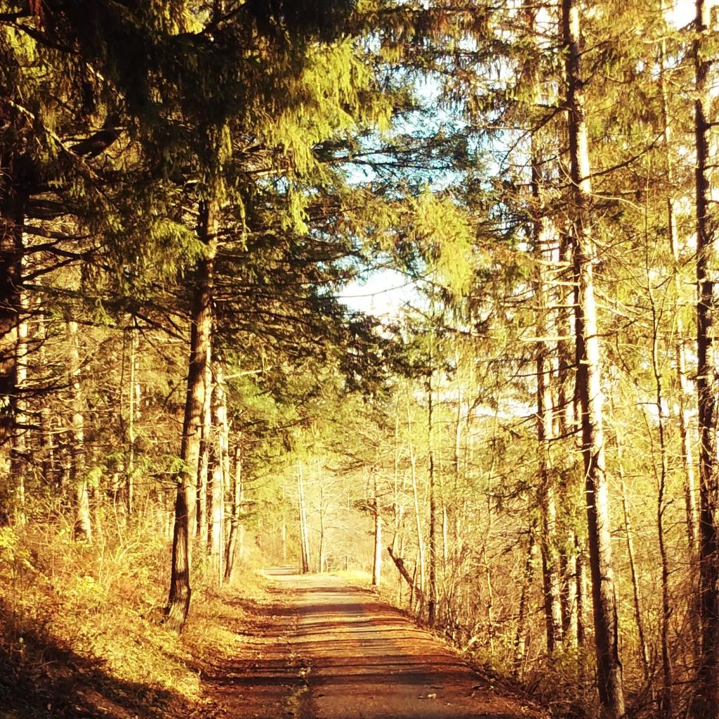 Photo: Pathway