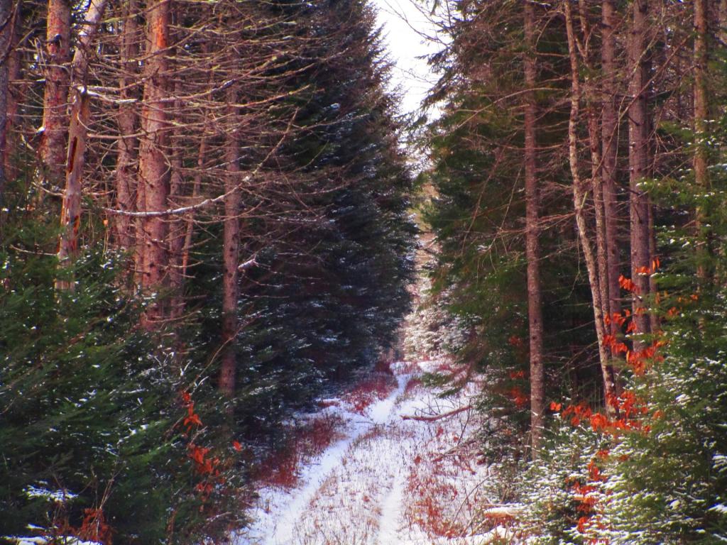 Photo: Between the Tall White Pines of Roosevelt Truck Trail