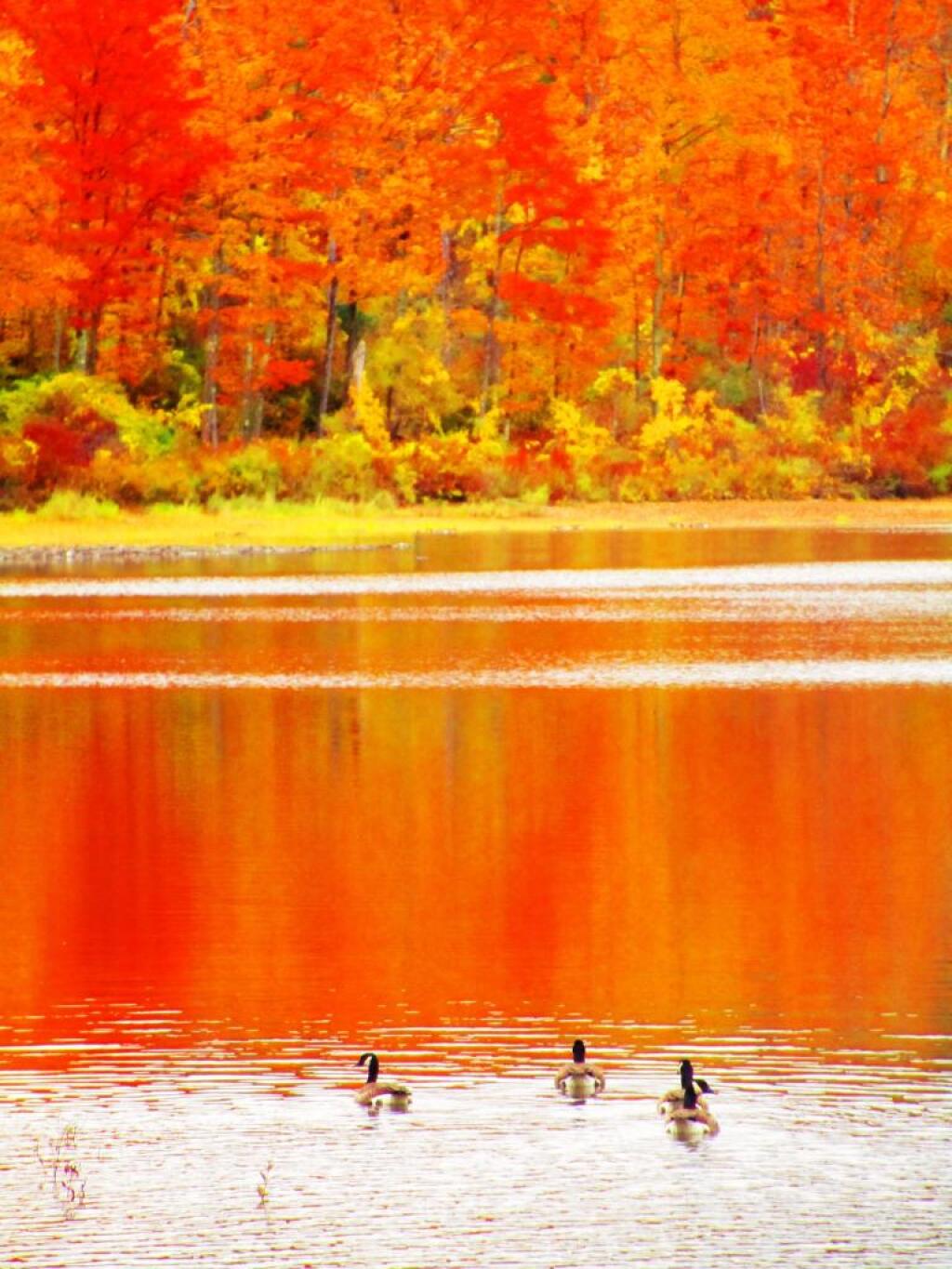 Photo: Geese