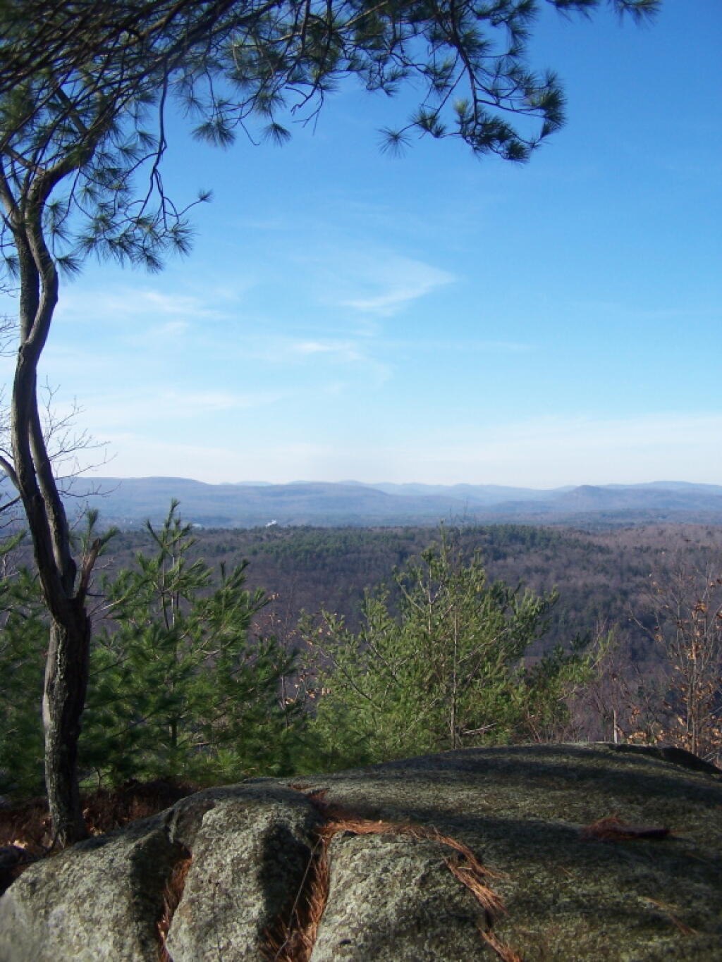 Photo: Tree Along Ridge