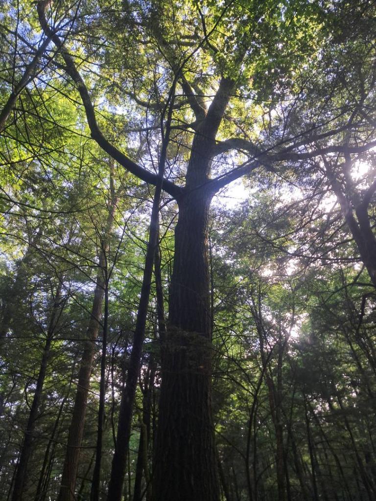 Photo: Old White Oak