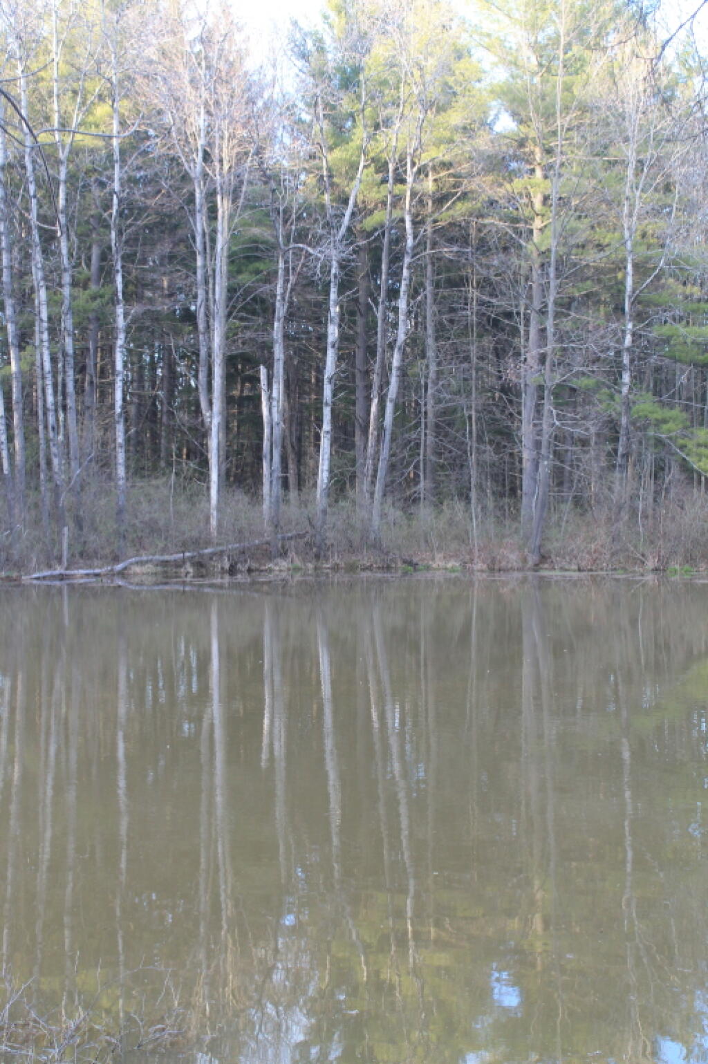 Photo: Pond