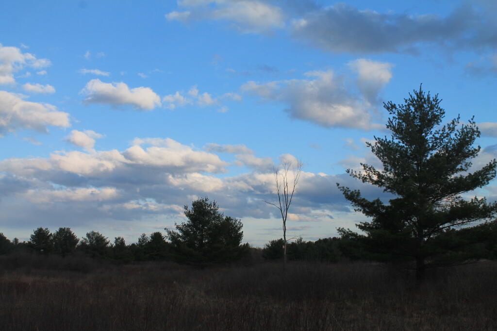 Photo: In the Back Field